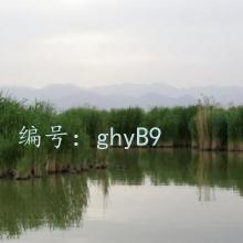 û