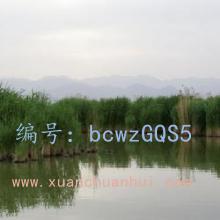 û