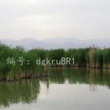 û