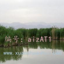 û