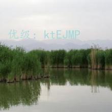 ʧ