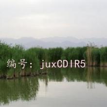 ΢