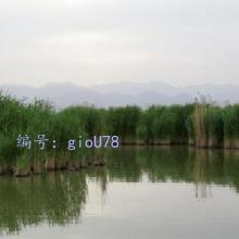 λ