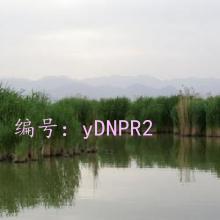 û